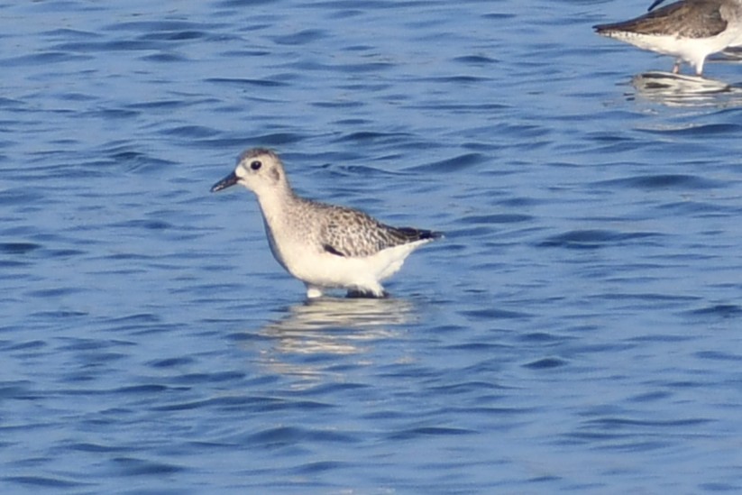 Black-bellied Plover - ML647019199