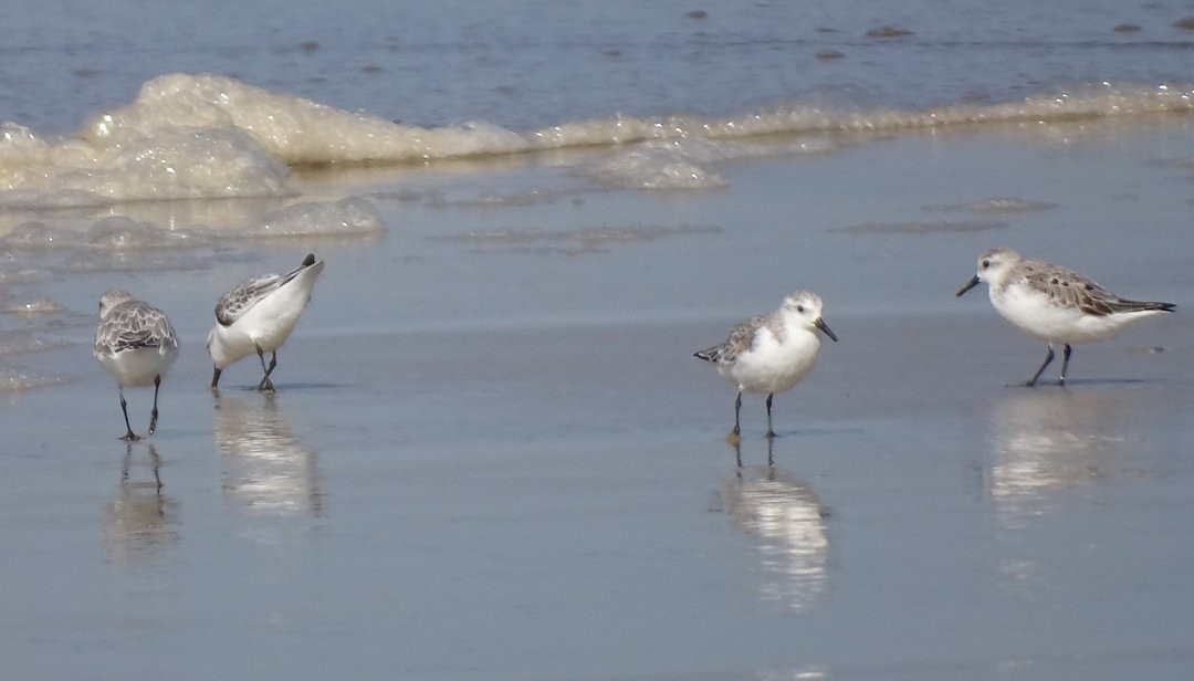 Песчанка - ML647019200