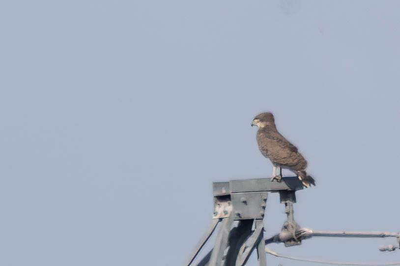 Beaudouin's Snake-Eagle - ML647019209