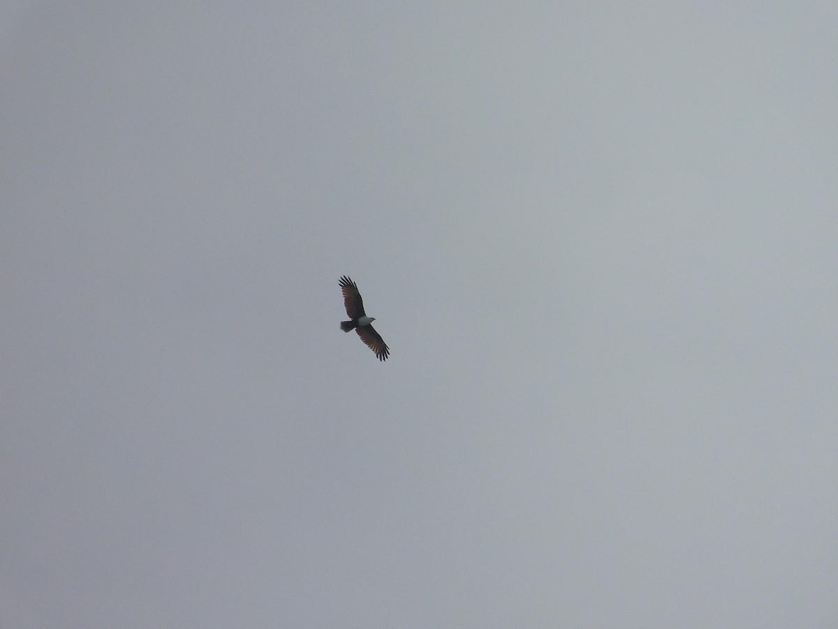 栗鳶 - ML647019211