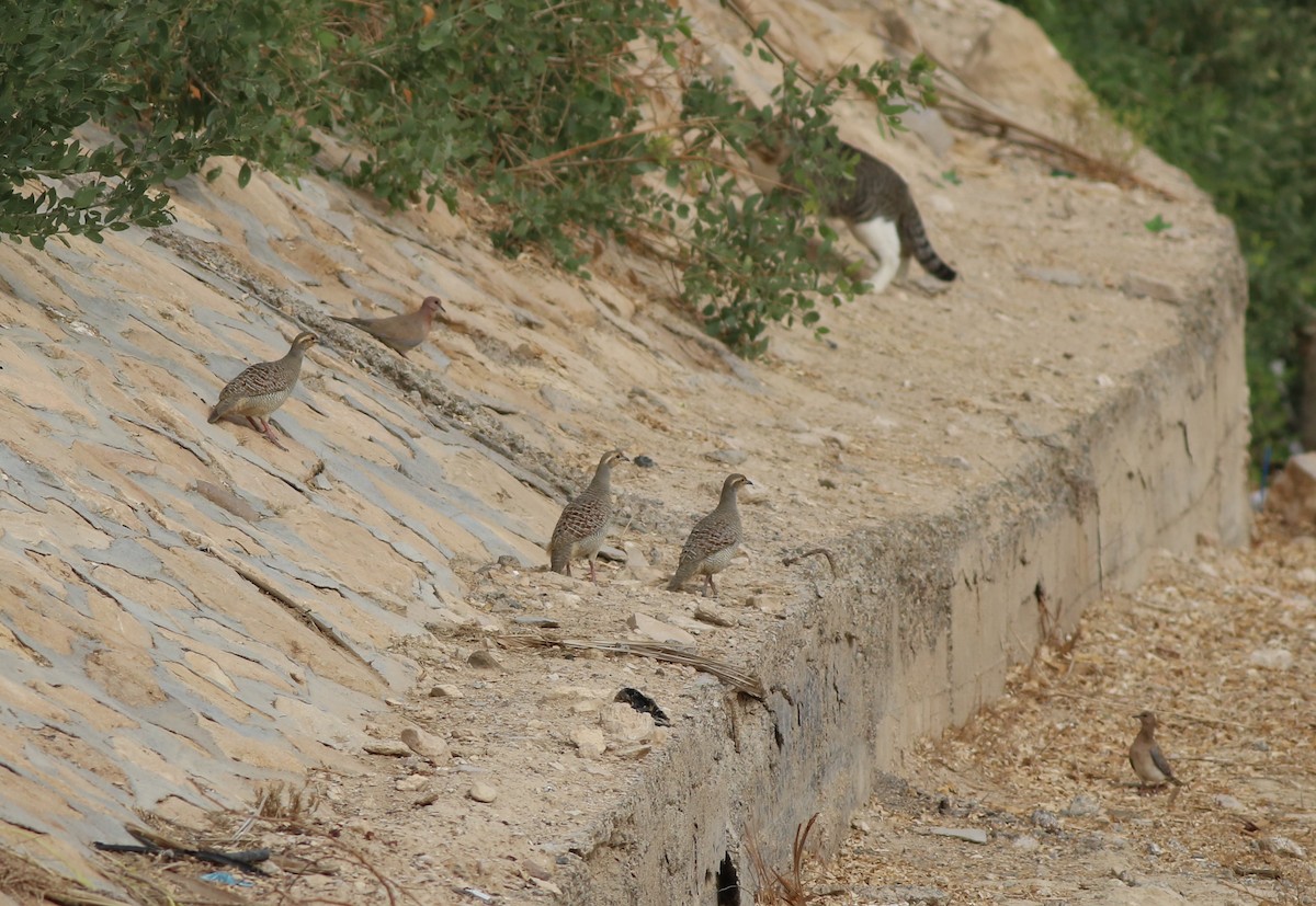 Gray Francolin - ML647019219
