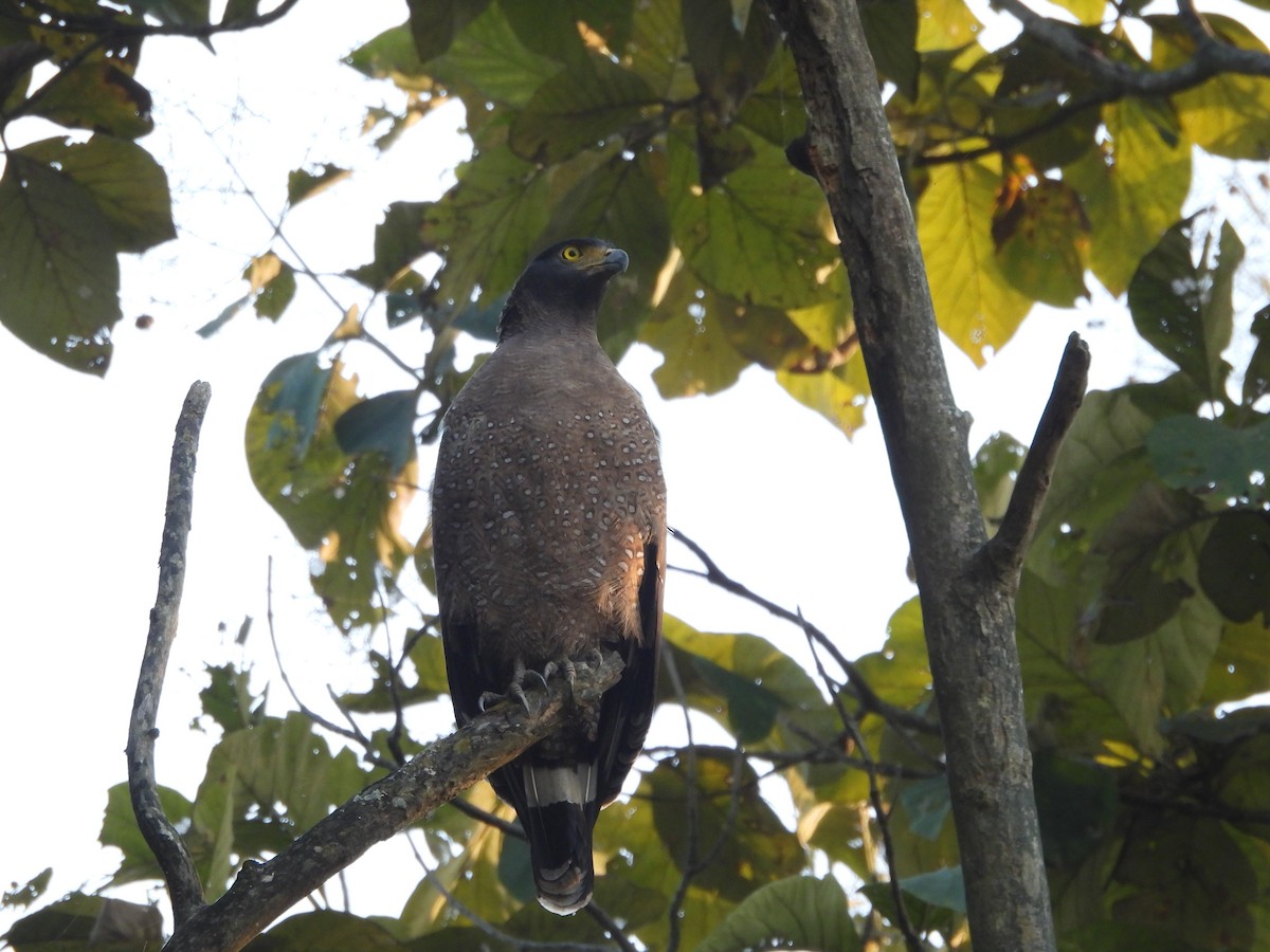 Crested Serpent-Eagle - ML647019221