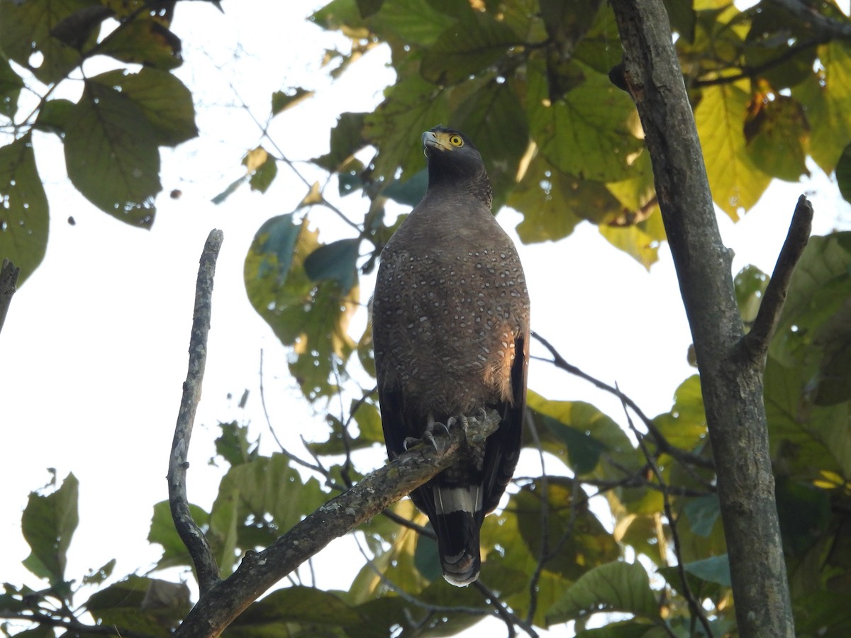 Crested Serpent-Eagle - ML647019222