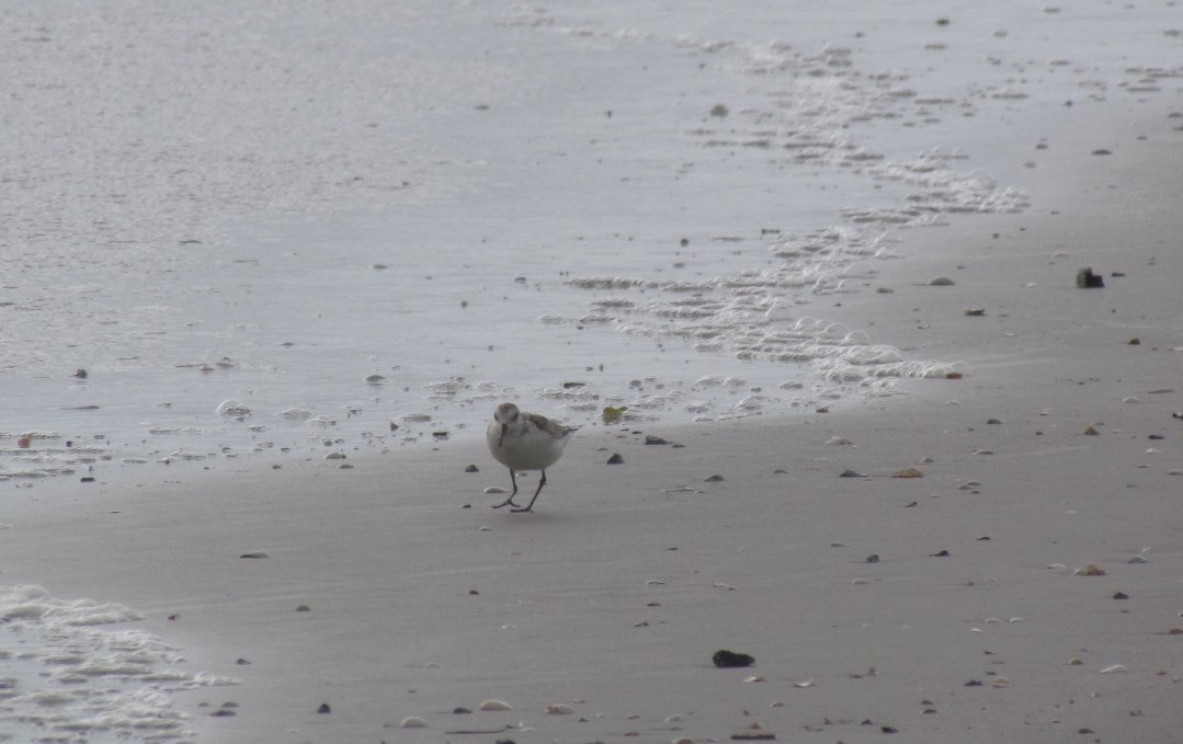 Песчанка - ML647019230