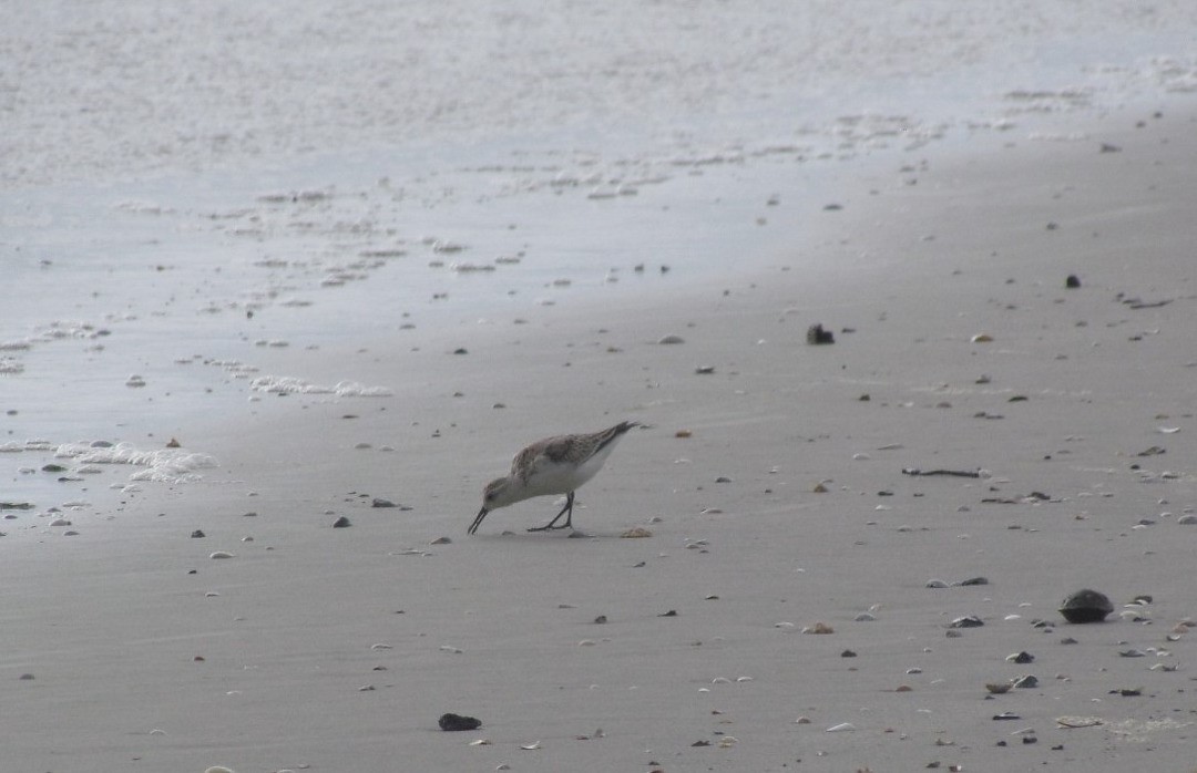 Песчанка - ML647019231