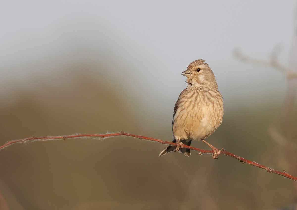 tornirisk - ML647019240