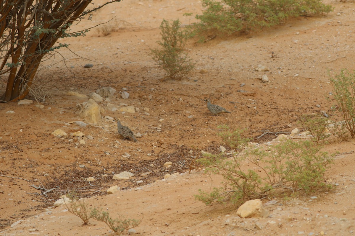 Gray Francolin - ML647019246