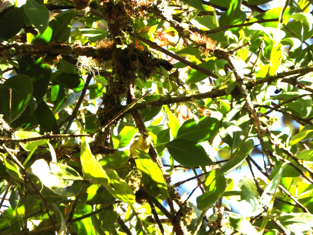 Yellow-winged Vireo - ML647019254