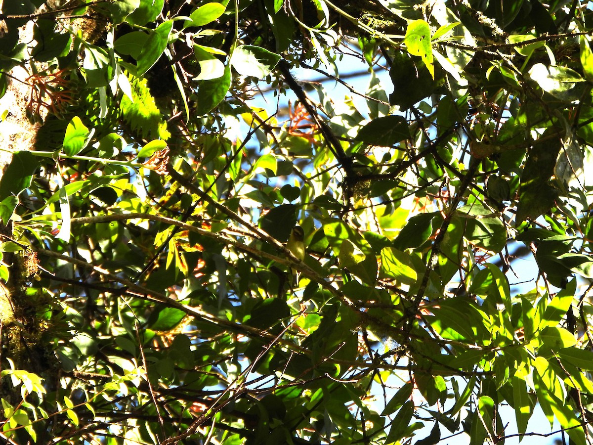 Yellow-winged Vireo - ML647019255