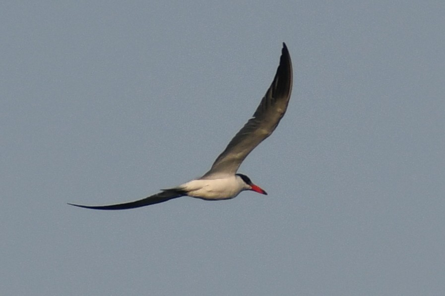 Caspian Tern - ML647019256