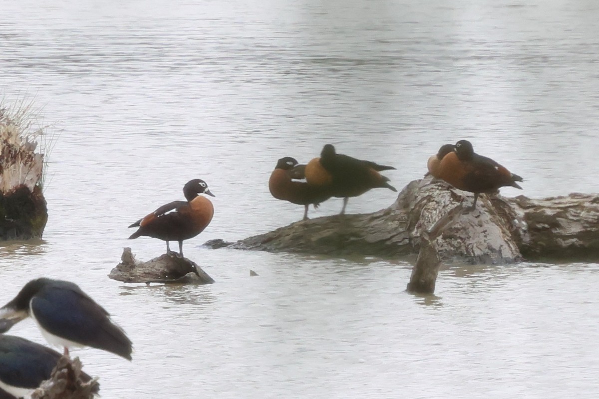 Australian Shelduck - ML647019257