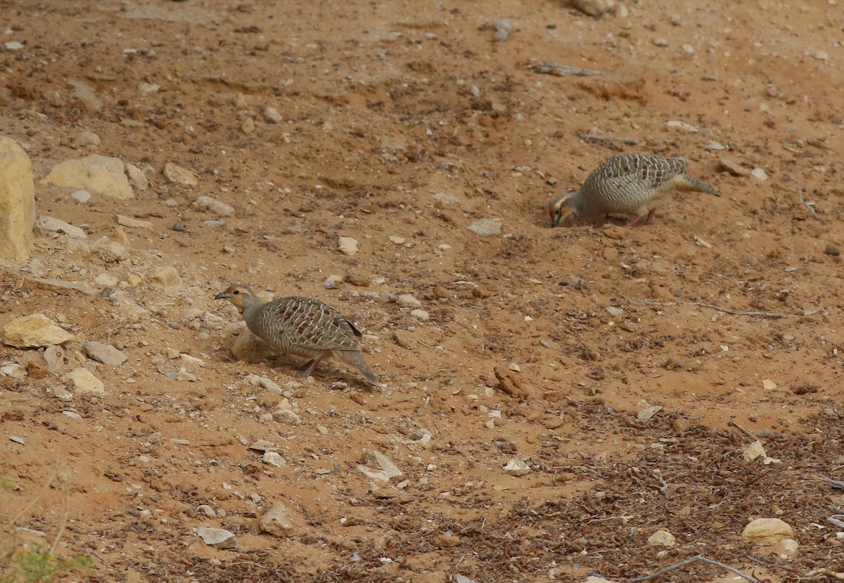 Gray Francolin - ML647019258