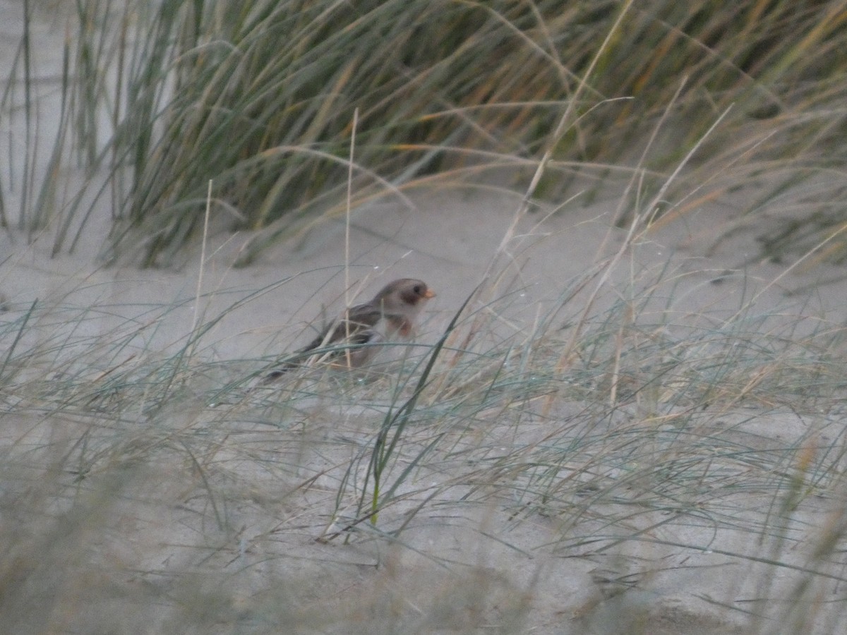 Snow Bunting - ML647019265
