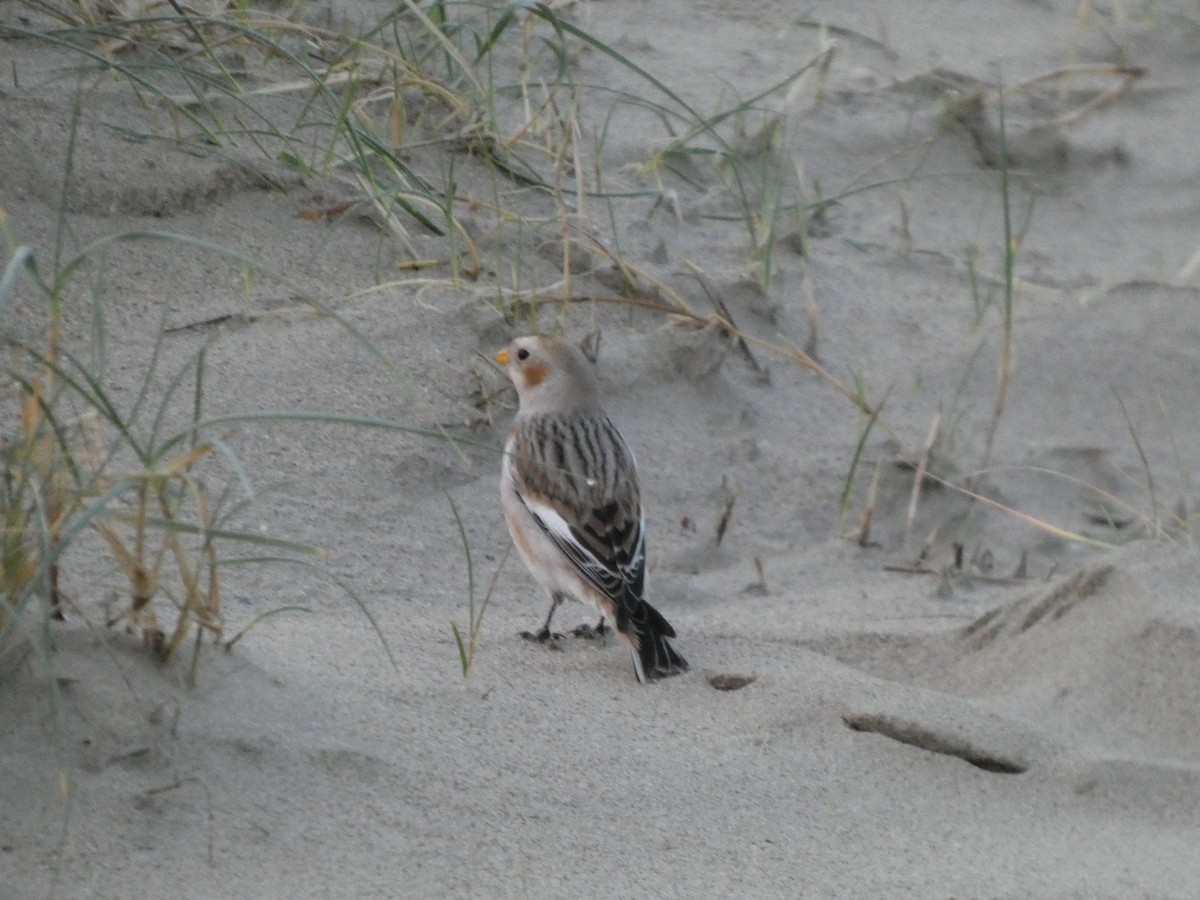 Snow Bunting - ML647019267