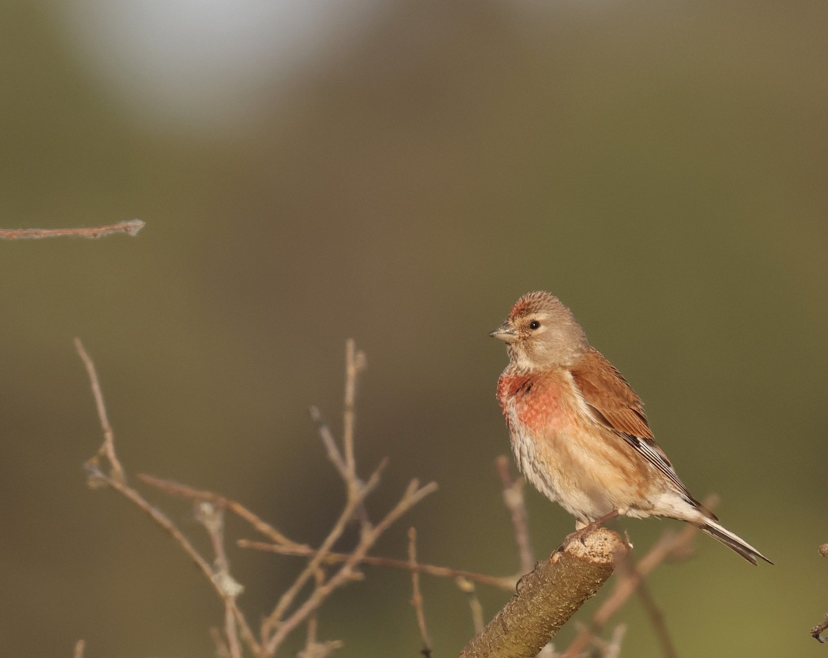 tornirisk - ML647019270