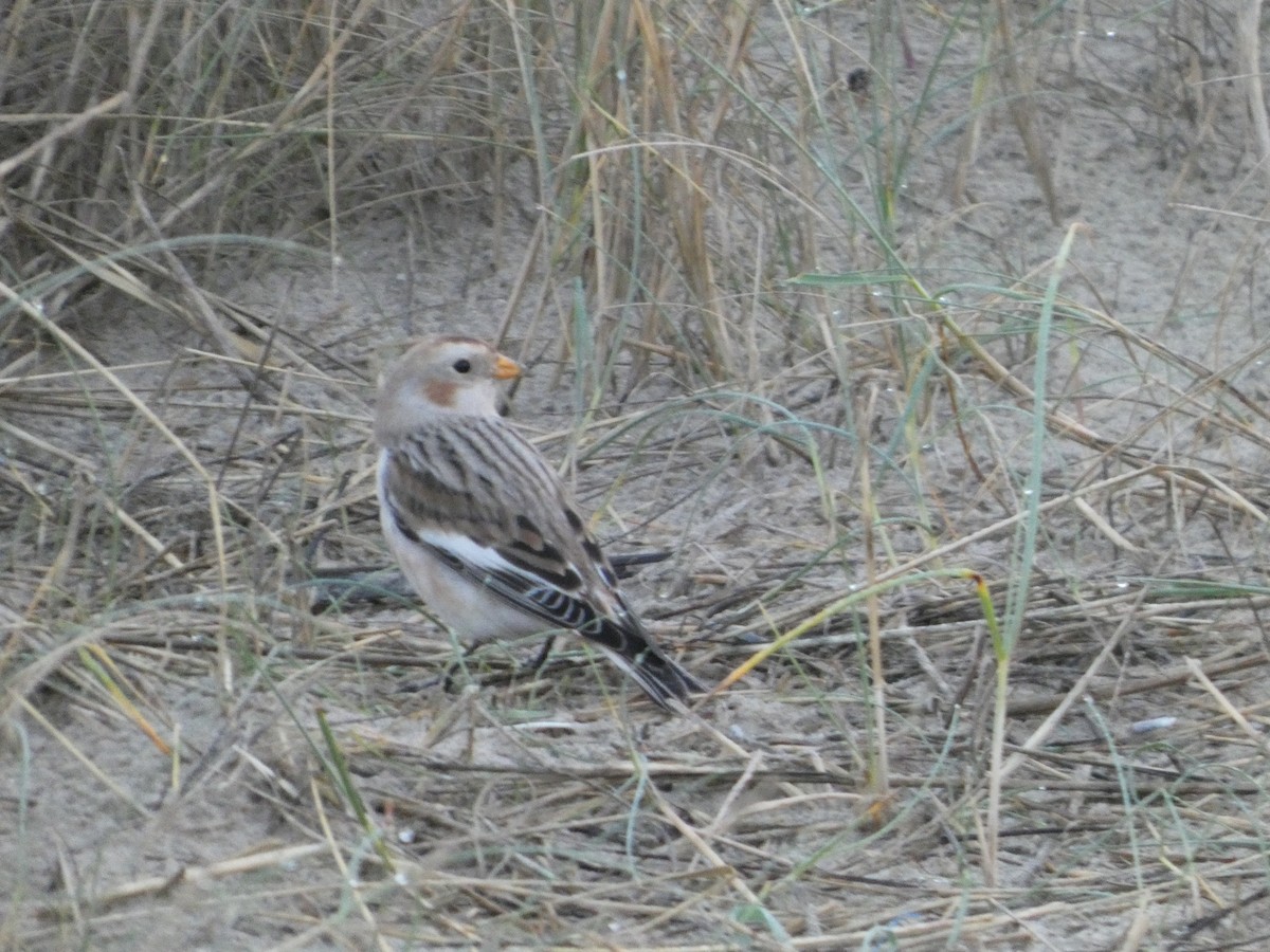 Snow Bunting - ML647019271