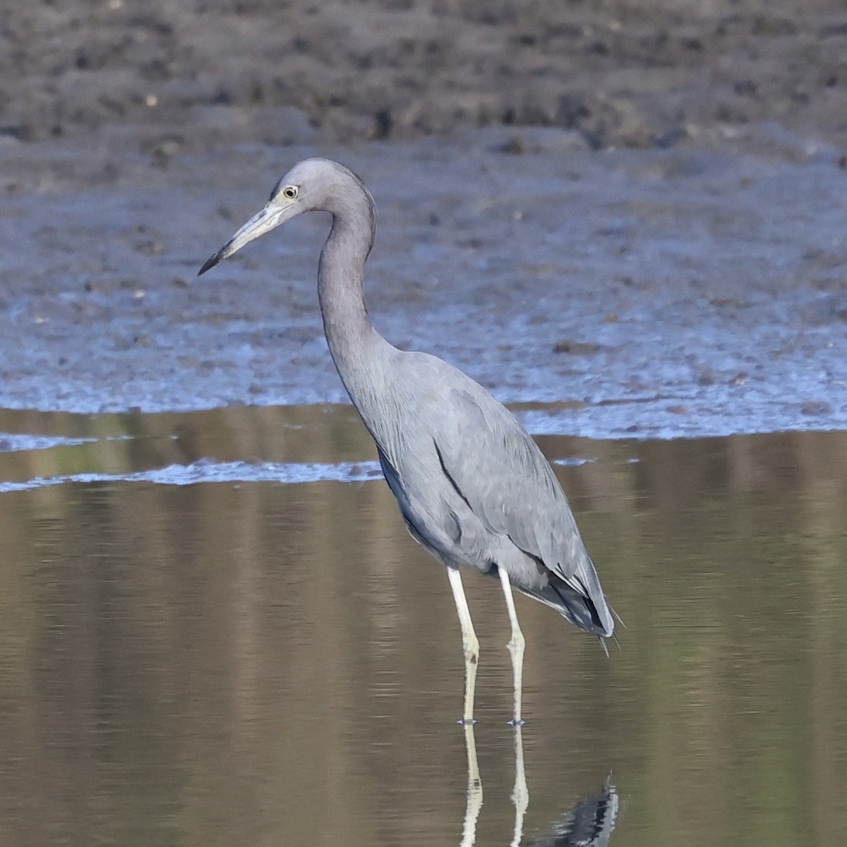 Little Blue Heron - ML647019276