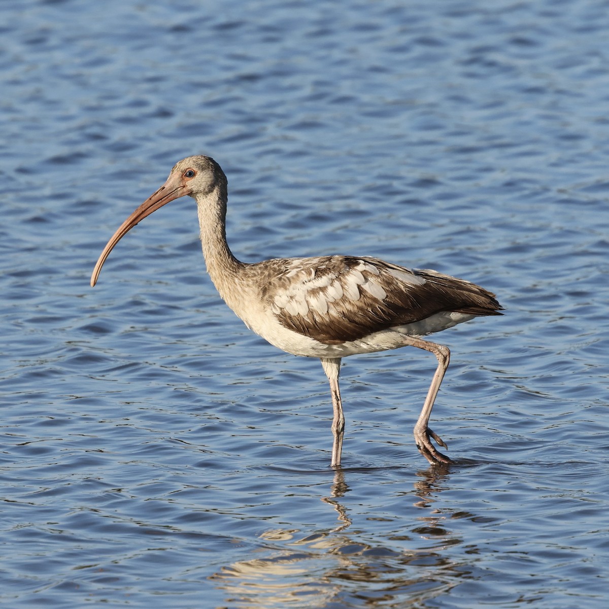 White Ibis - ML647019279
