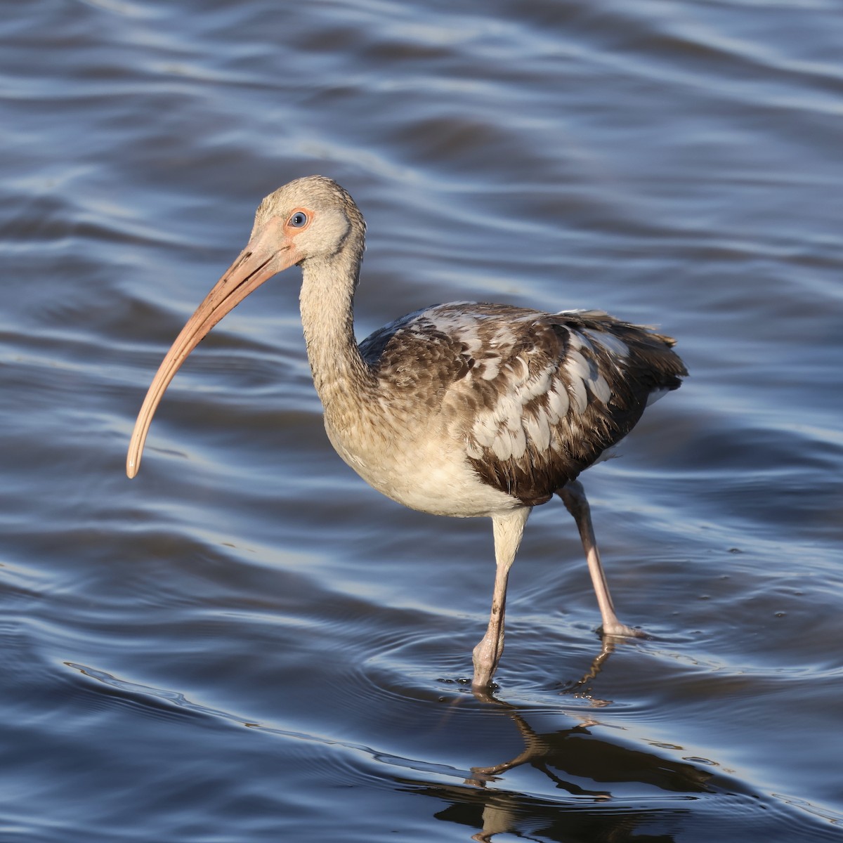 White Ibis - ML647019280
