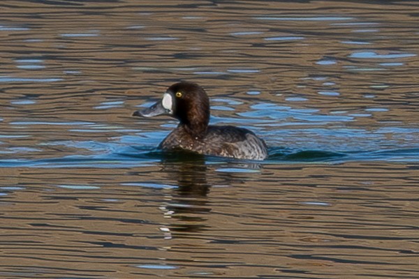 Greater Scaup - ML647019292