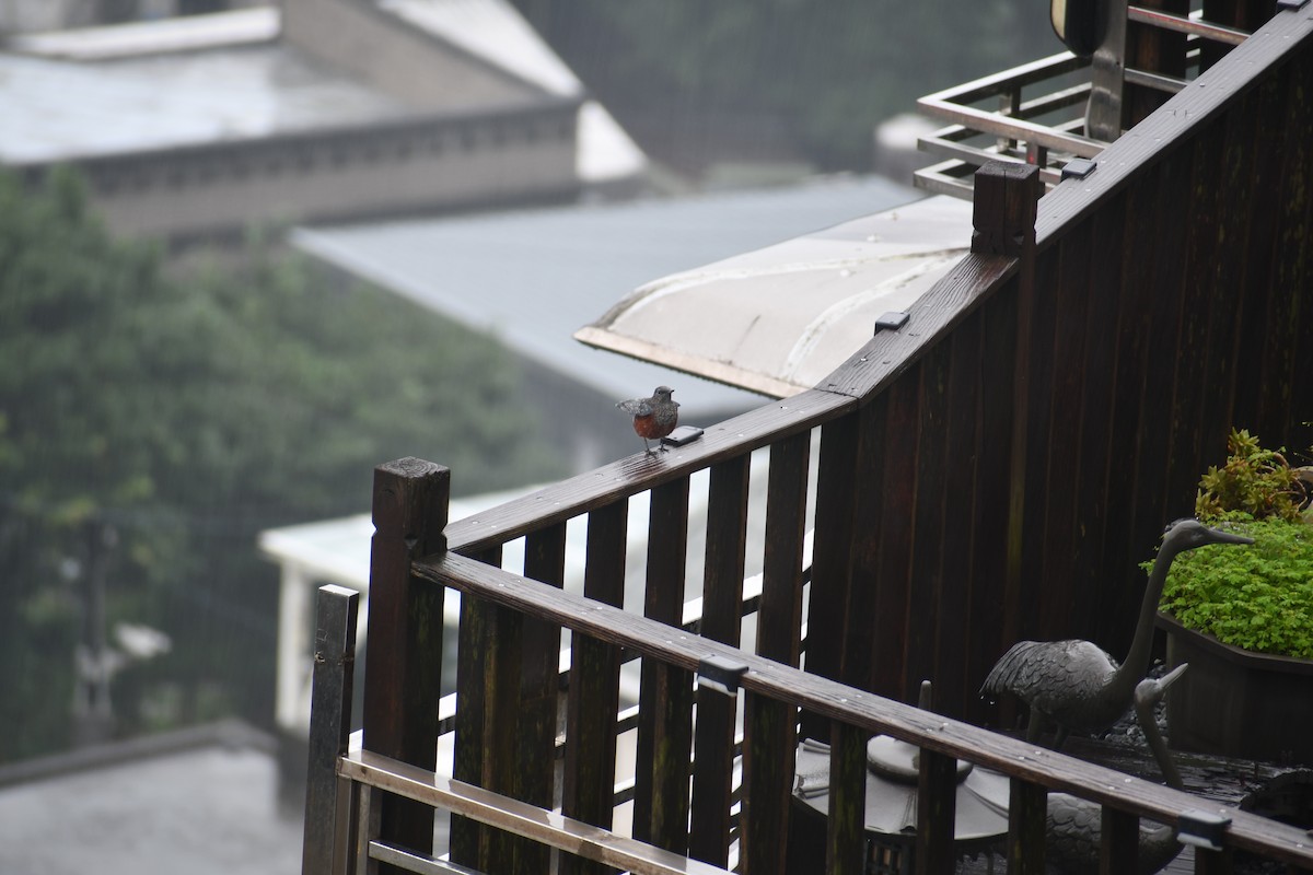 Blue Rock-Thrush - ML647019293