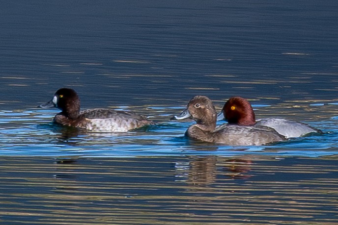 Greater Scaup - ML647019296