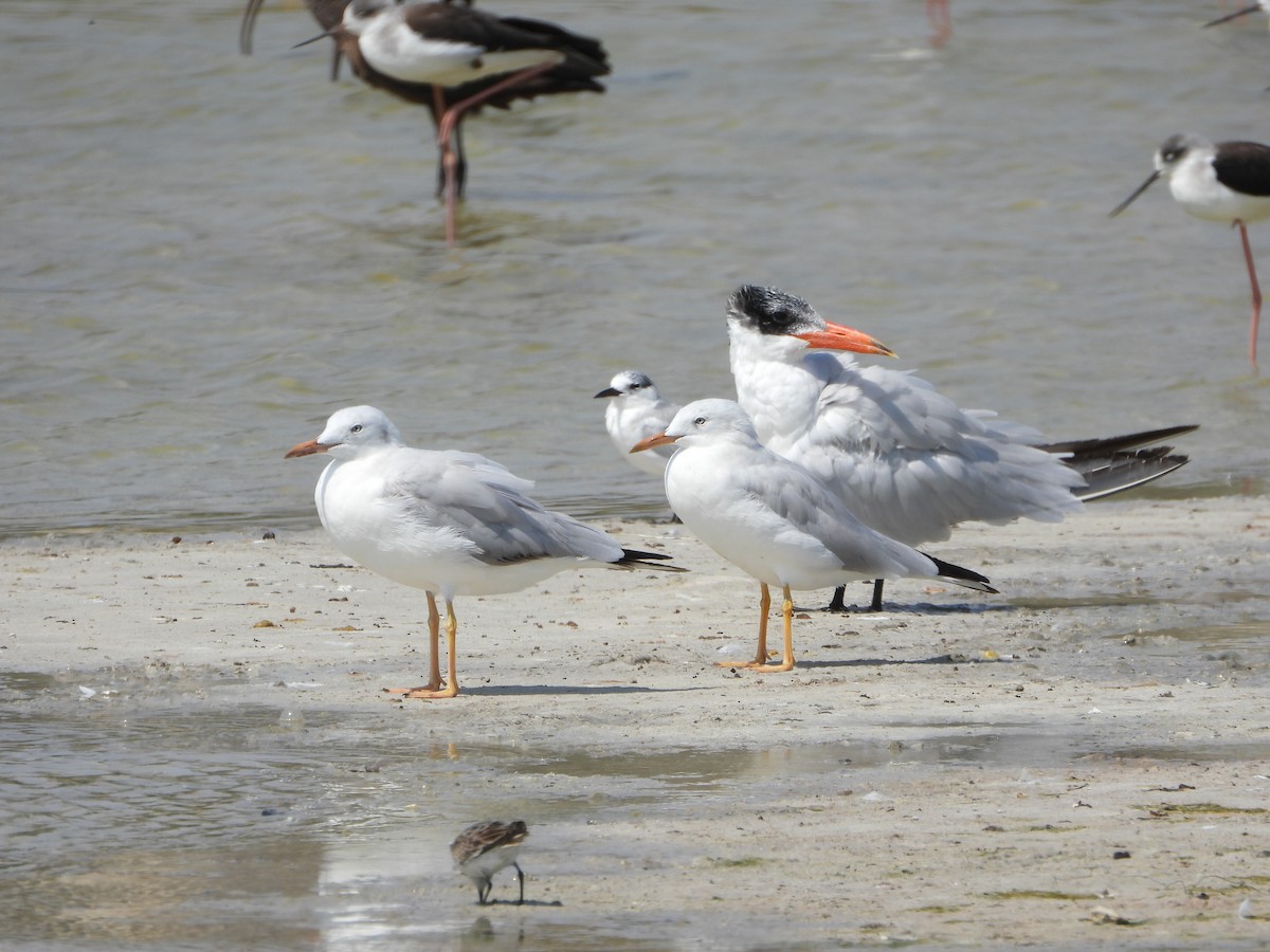 Slender-billed Gull - ML647019297
