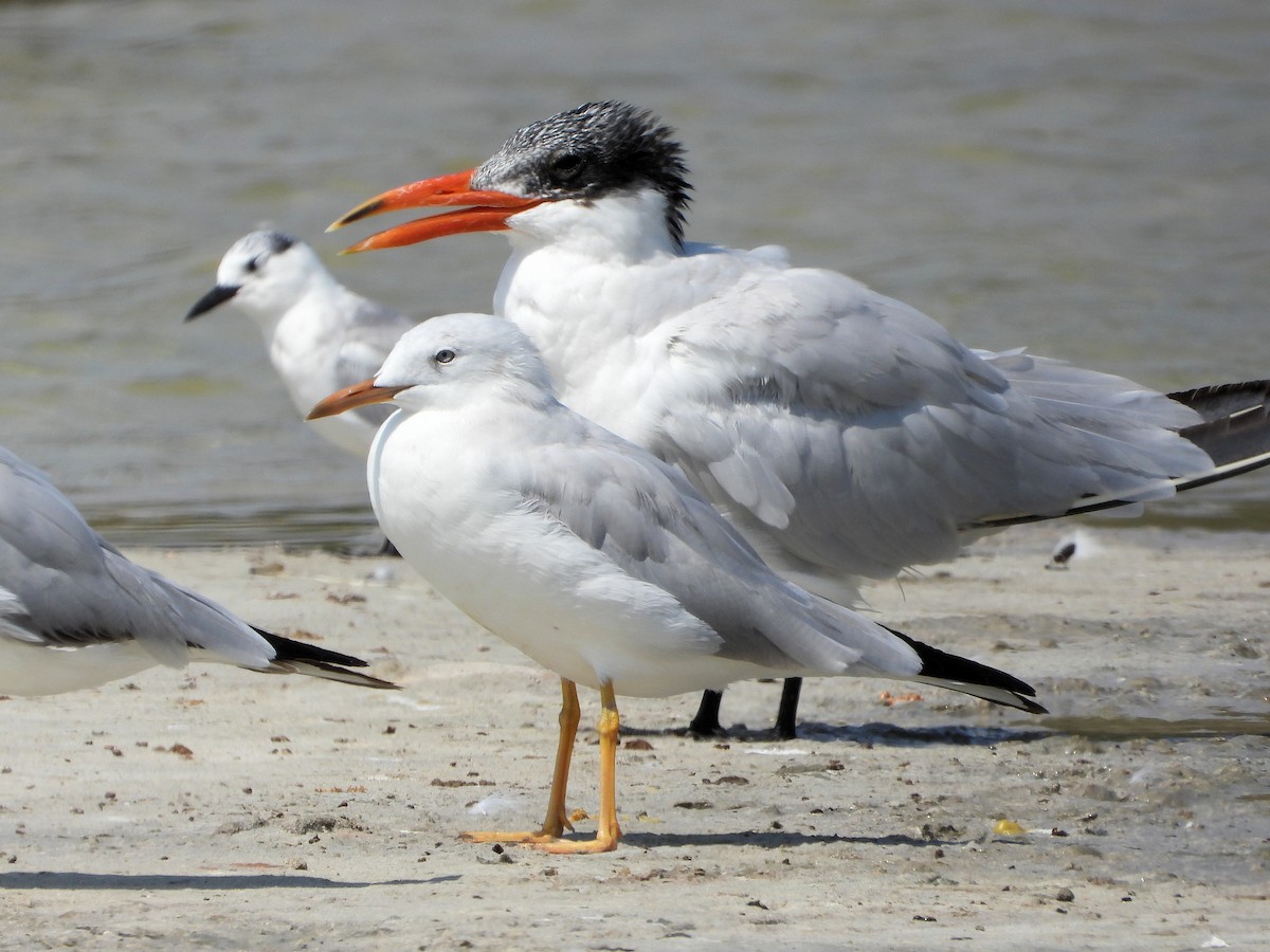 Slender-billed Gull - ML647019303