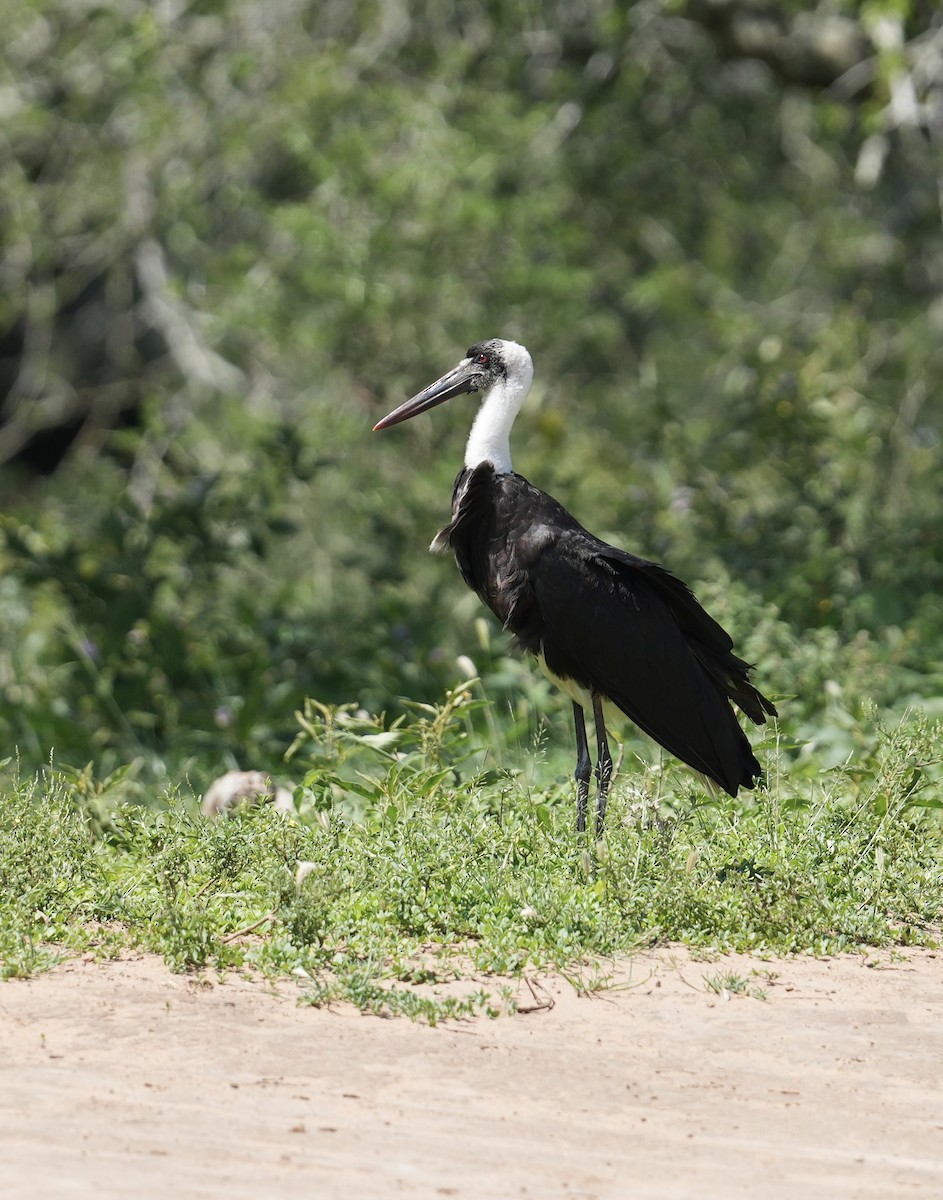 African Woolly-necked Stork - ML647019304