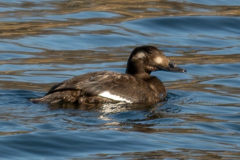 White-winged Scoter - ML647019305