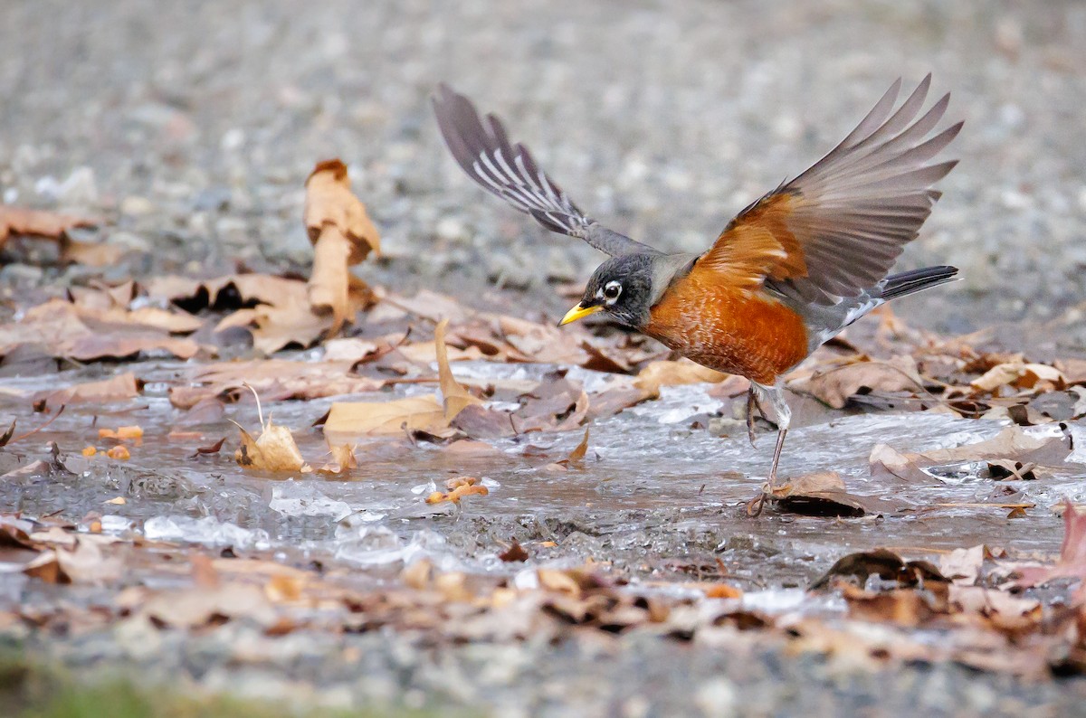 American Robin - ML647019312