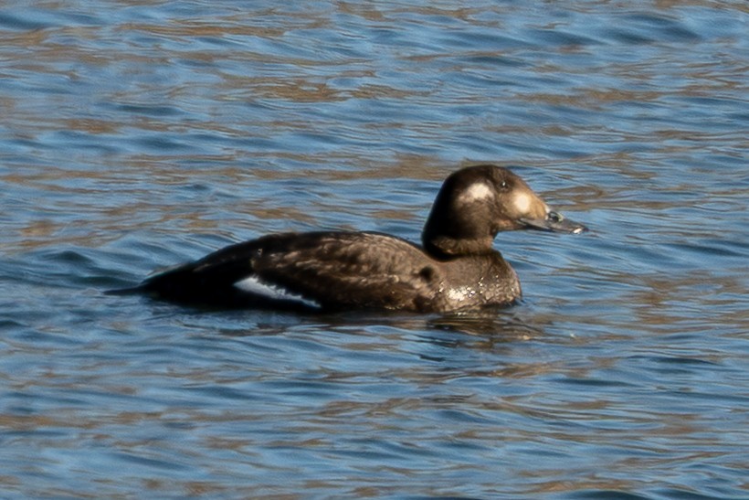White-winged Scoter - ML647019315