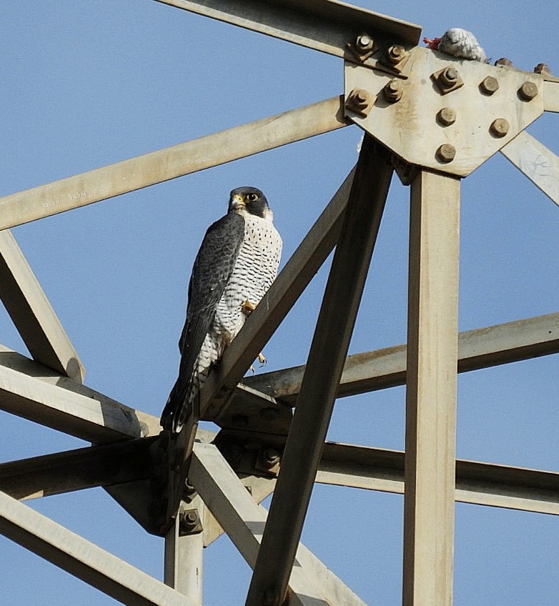 Peregrine Falcon - ML647019323