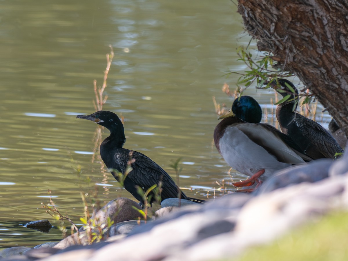 Neotropic Cormorant - ML647019326