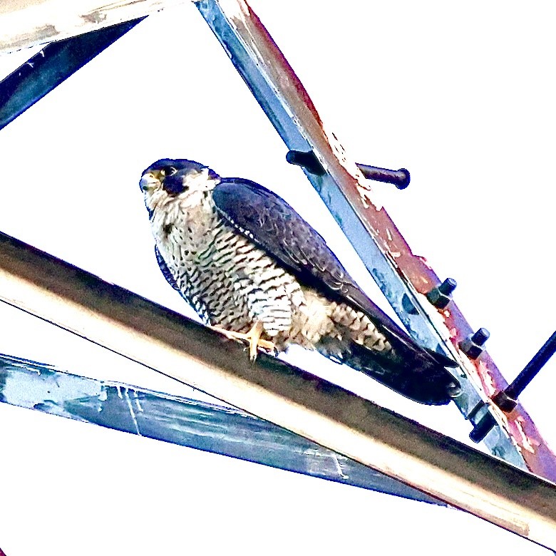 遊隼 - ML647019329