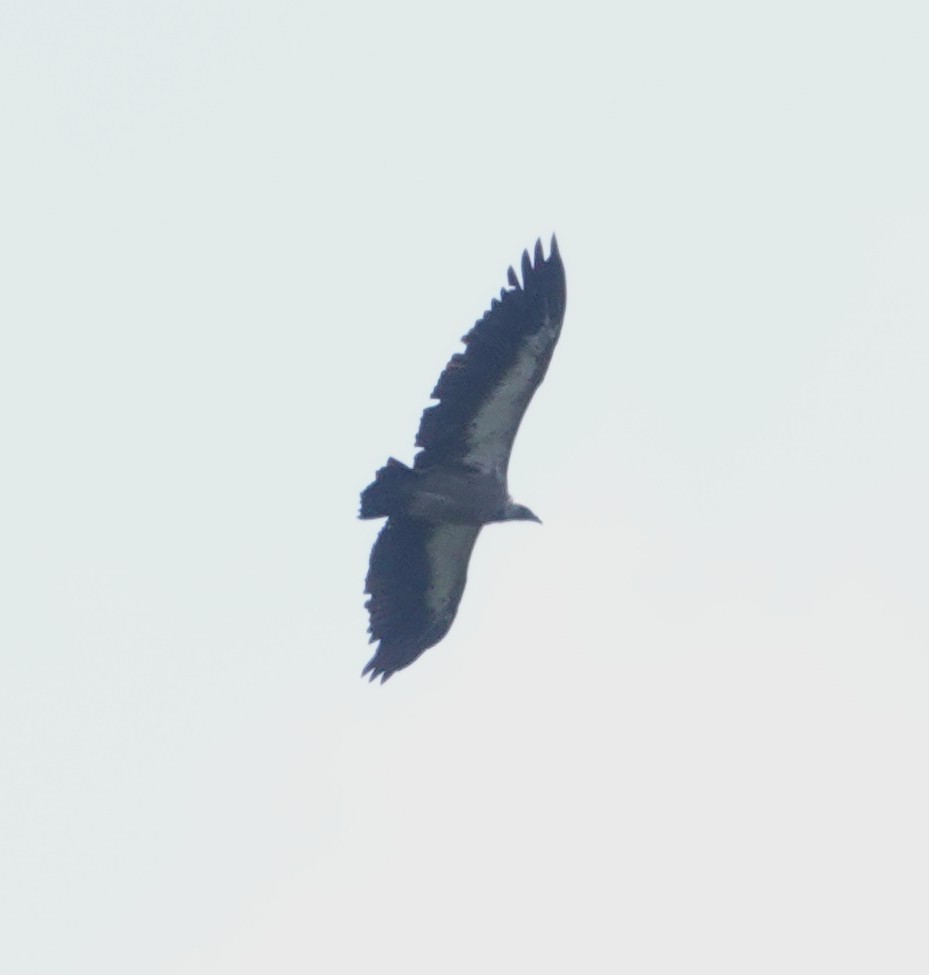 White-backed Vulture - ML647019330