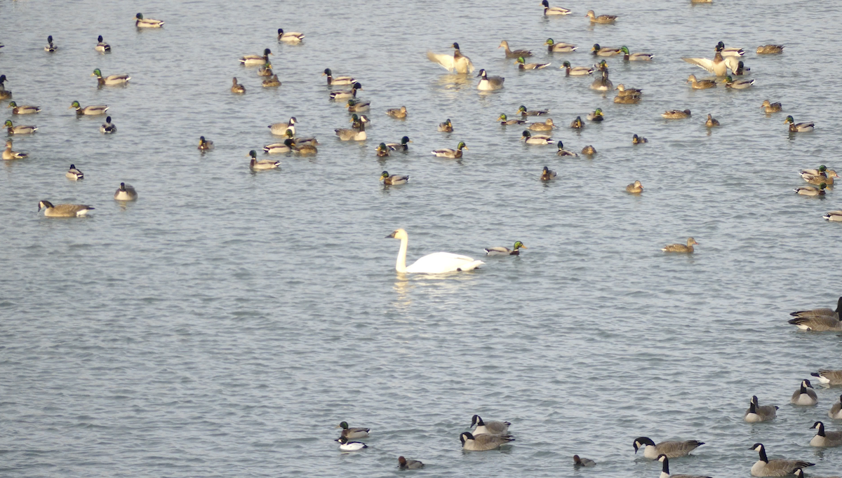 Redhead - ML647019335