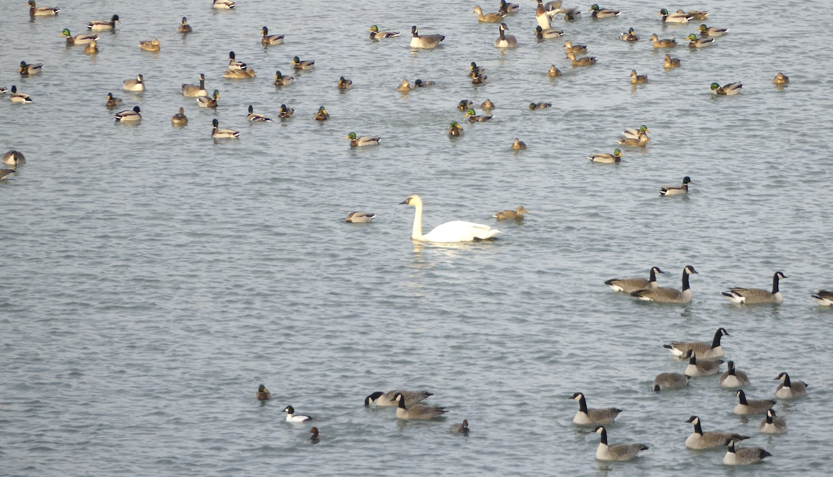 Redhead - ML647019336