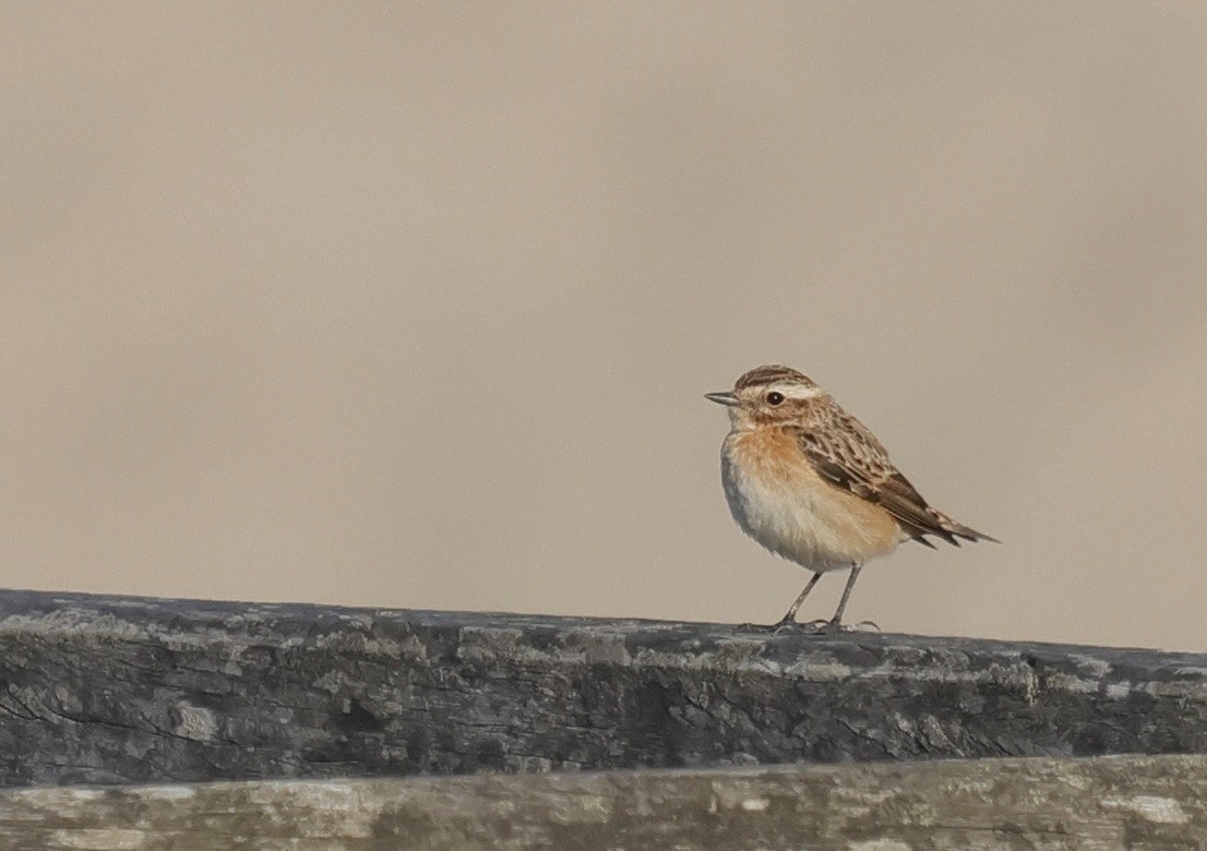 Whinchat - ML647019345
