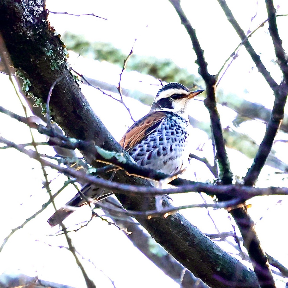 斑點鶇 - ML647019346