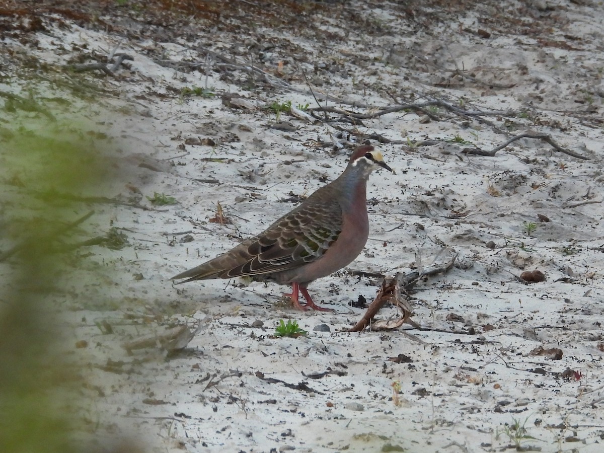 Common Bronzewing - ML647019347