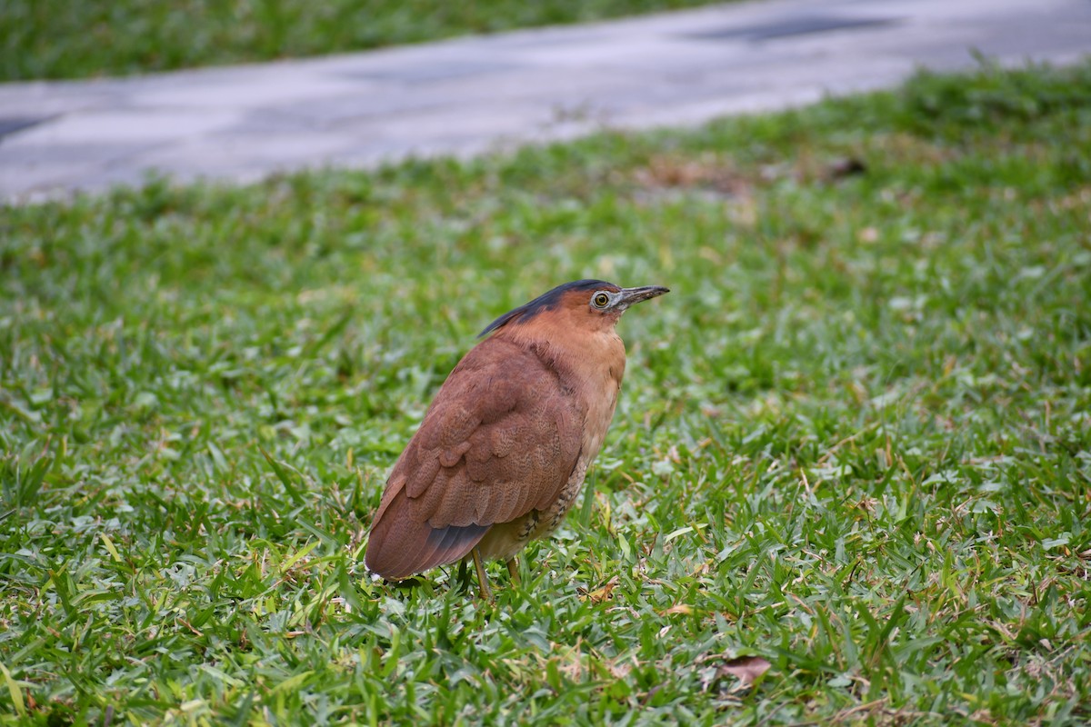 Malayan Night Heron - ML647019352