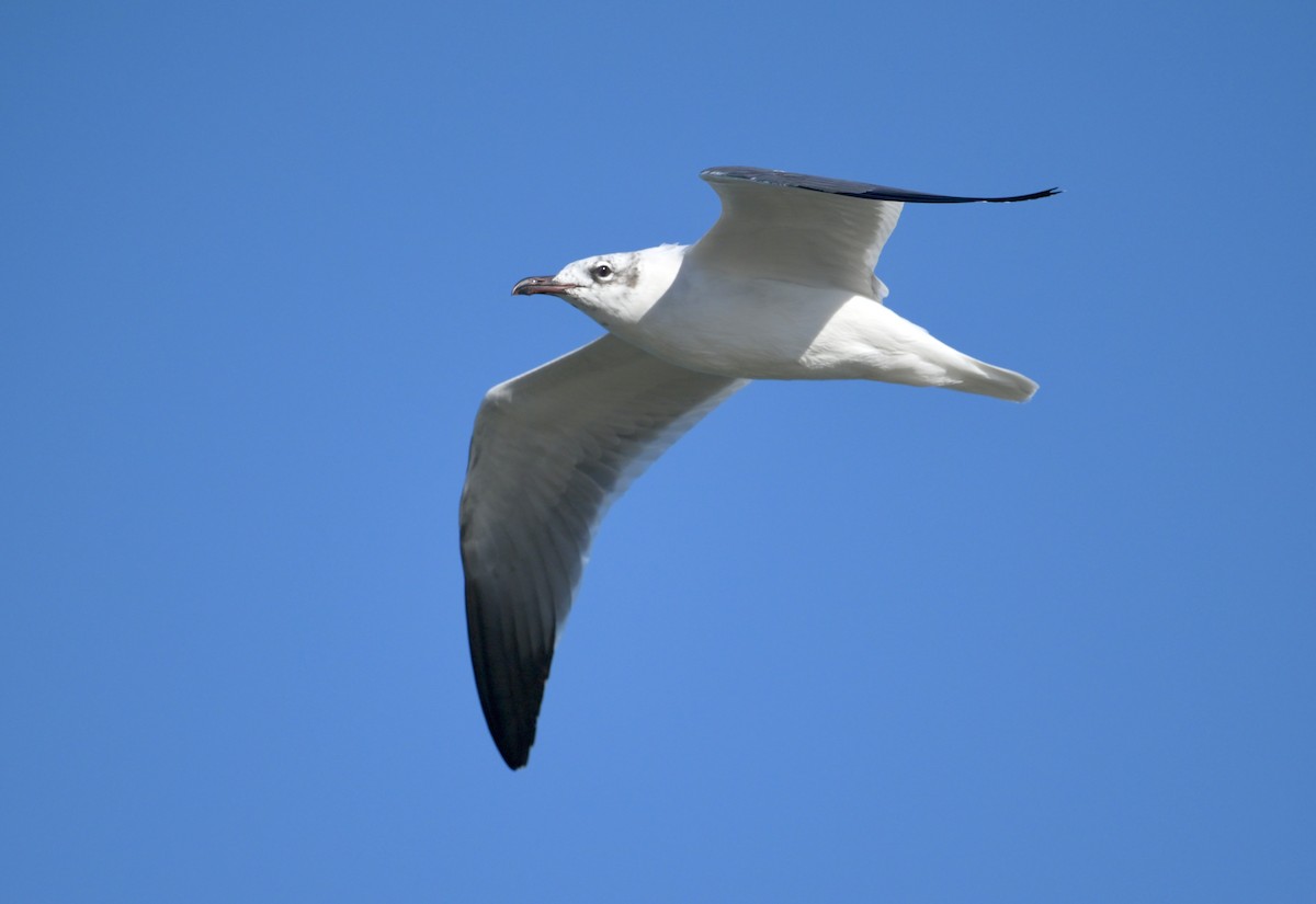 Ацтекская чайка - ML647019354