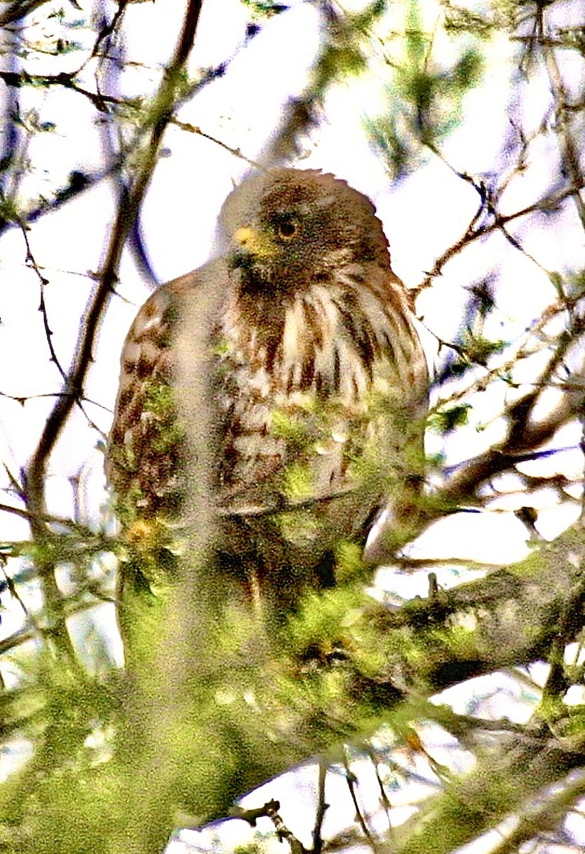 káně krahujová - ML647019355