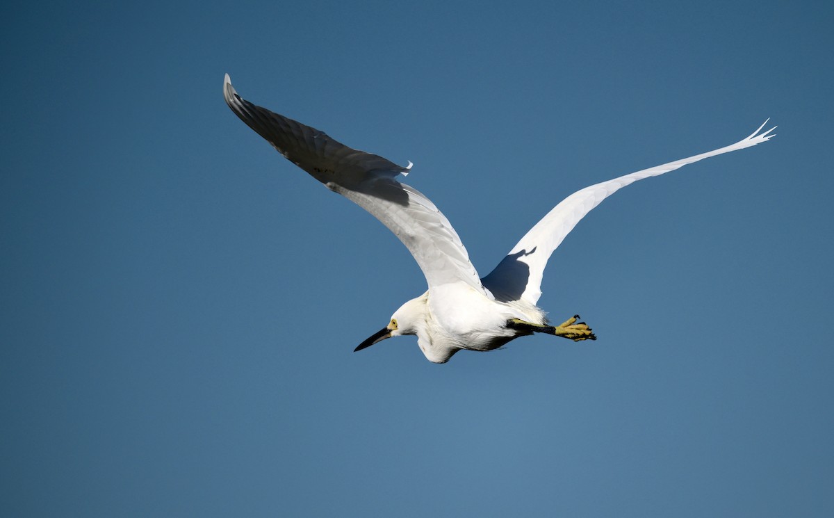 לבנית אמריקנית - ML647019361