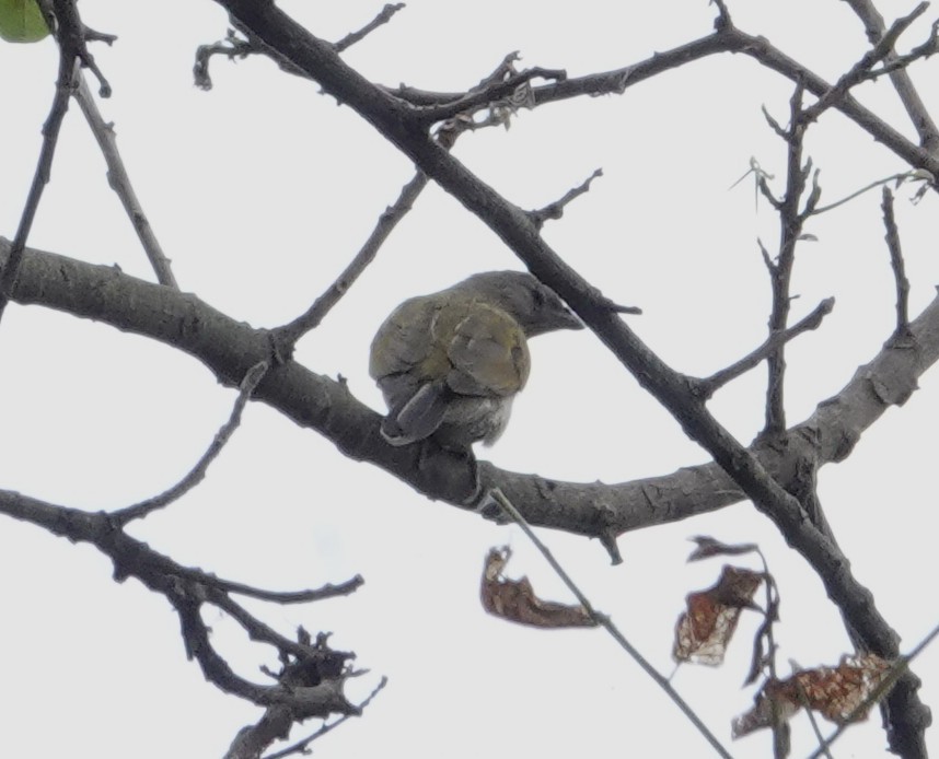 Lesser Honeyguide - ML647019374