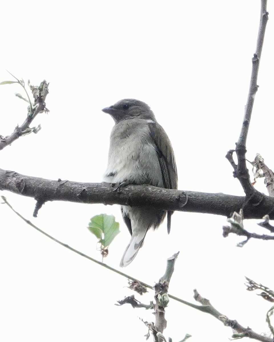 Lesser Honeyguide - ML647019375