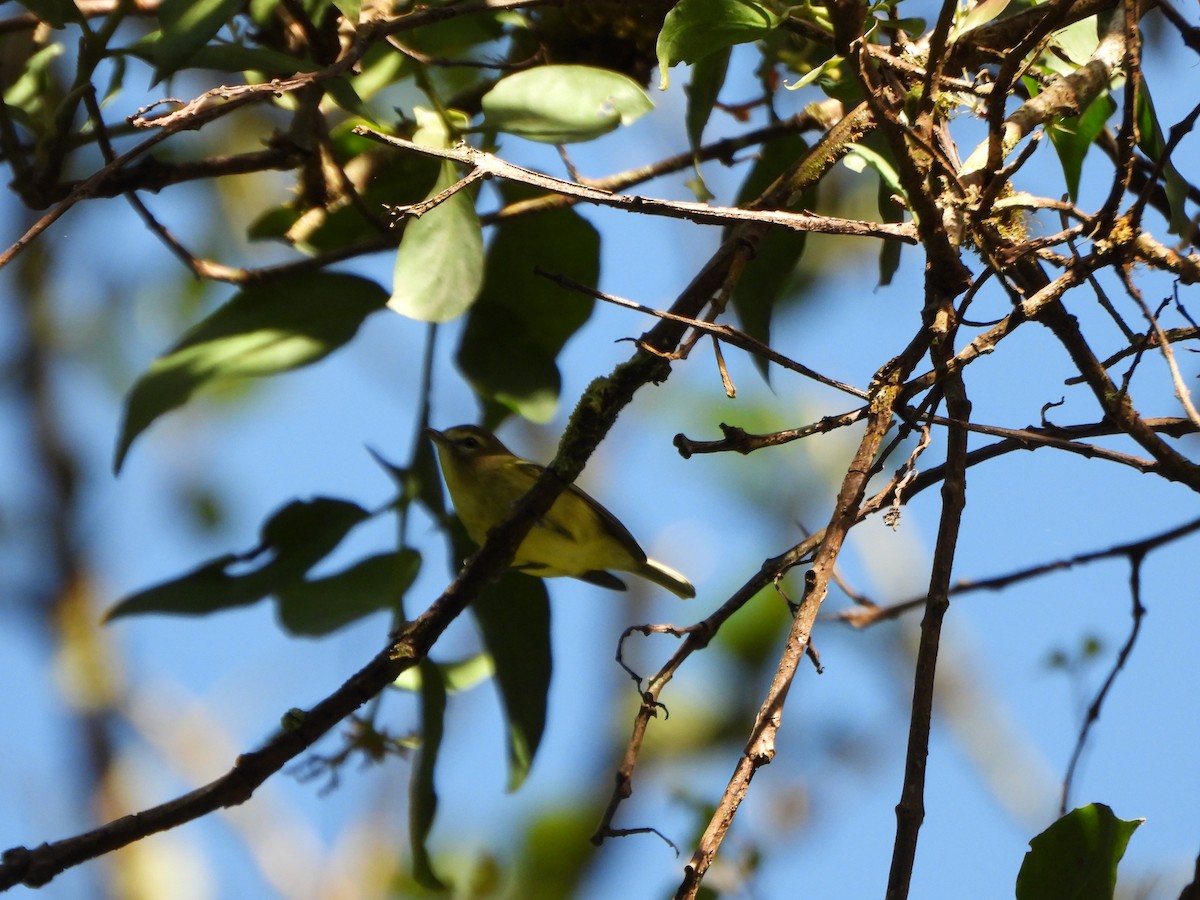 Yellow-winged Vireo - ML647019376