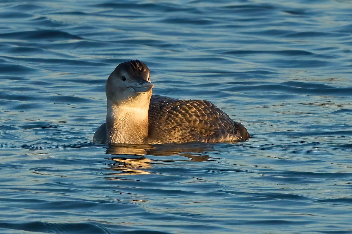 Yellow-billed Loon - ML647019381