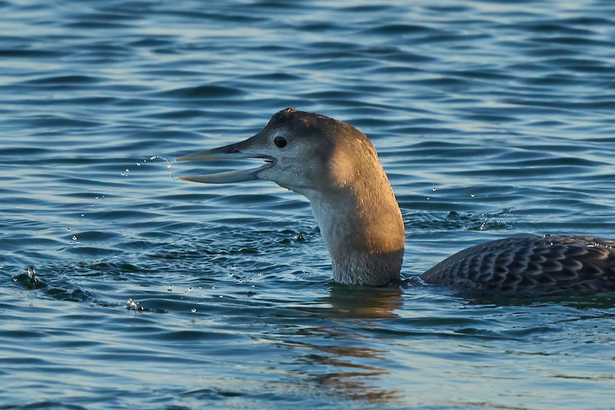 Yellow-billed Loon - ML647019385
